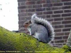 90 - Claphman Common (Londra)